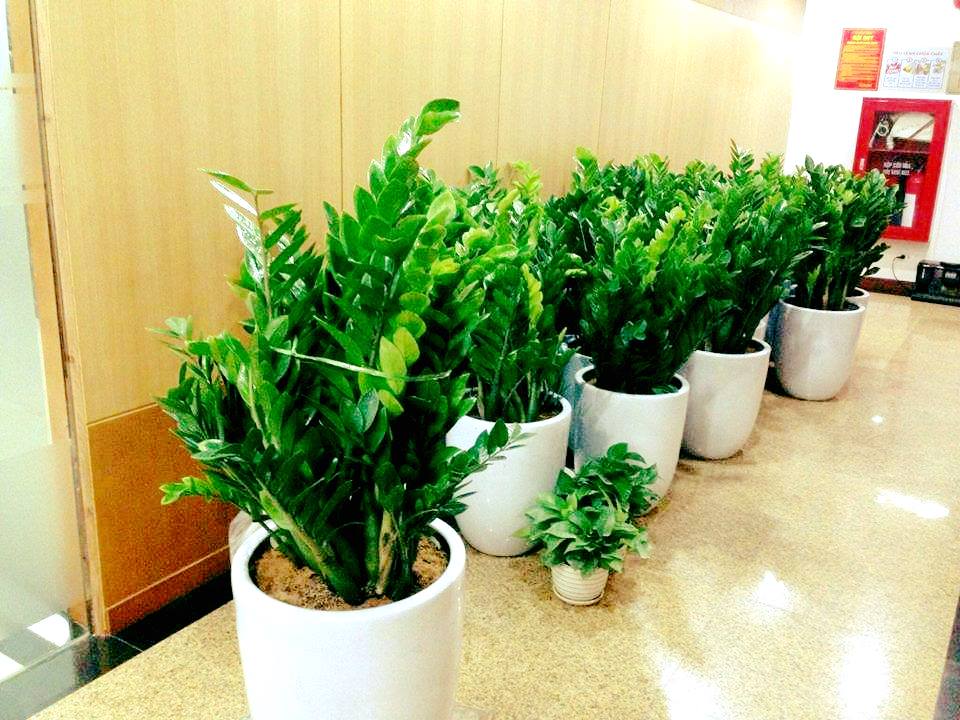 Bã chè có tác dụng giữ ẩm và cung cấp dinh dưỡng cho cây giống như một loại phân bón thân thiện với môi trường