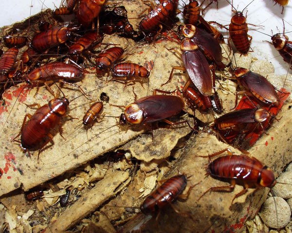 Đốt bã chè đã phơi khô trong một chiếc nồi nhỏ và để ở góc nhà là một cách xua đuổi côn trùng hiệu quả