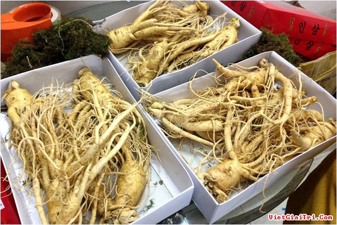 Vạch mặt nhân sâm Hàn Quốc giá siêu rẻ ở TPHCM